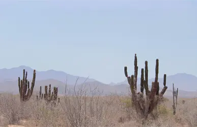 ¿Cómo estará el clima hoy 13 de diciembre en BCS? Municipios tendrán máximas de hasta 30°C