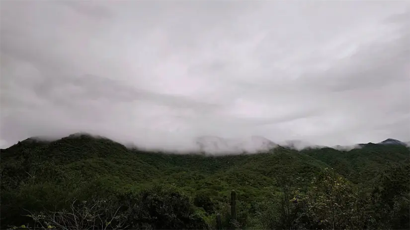 imagen recuadro Desde los puntos más altos de la Sierra de la Laguna, la neblina se observa como una superficie blanca continua que se mueve lentamente con el viento. Foto: Reserva de la Biosfera Sierra La Laguna / Facebook