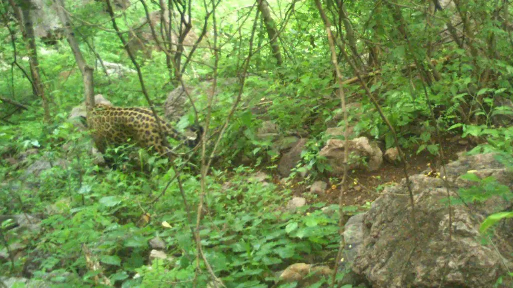 El increíble jaguar captado en la sierra de Durango por una cámara estática