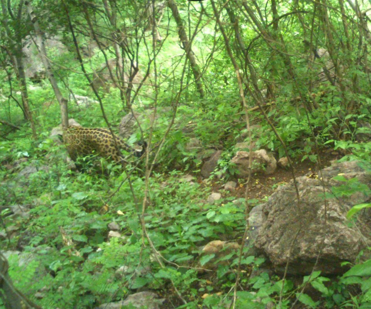 Captan esta imagen en la sierra de Durango | Foto: SRNMA Durango
