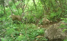 El increíble jaguar captado en la sierra de Durango por una cámara estática El increíble jaguar captado en la sierra de Durango por una cámara estática