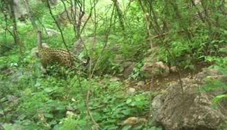 El increíble jaguar captado en la sierra de Durango por una cámara estática