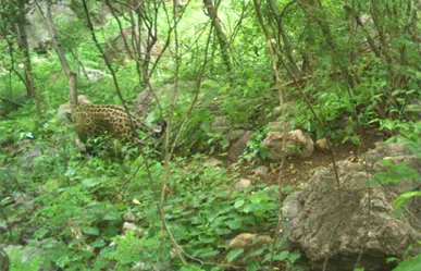 El incre&iacute;ble jaguar captado en la sierra de Durango por una c&aacute;mara est&aacute;tica