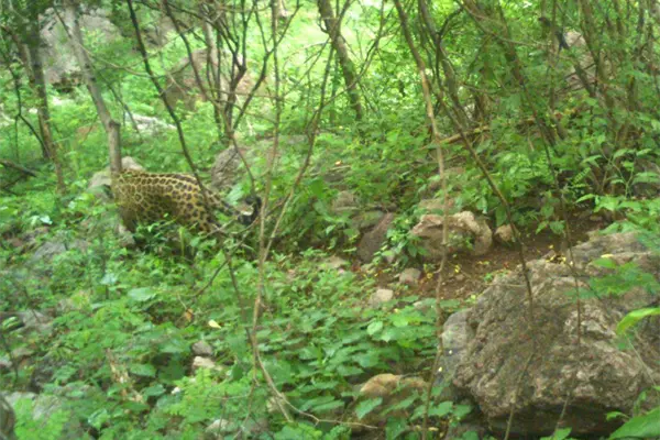 El increíble jaguar captado en la sierra de Durango por una cámara estática El increíble jaguar captado en la sierra de Durango por una cámara estática