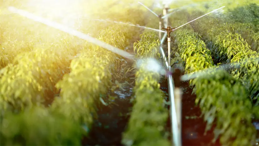 imagen recuadro El Consejo Nacional Agropecuario señala que provocaría un daño económico. Foto: Canva.