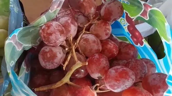 imagen recuadro Foto: Rocío Casas / POSTA Baja California Sur.