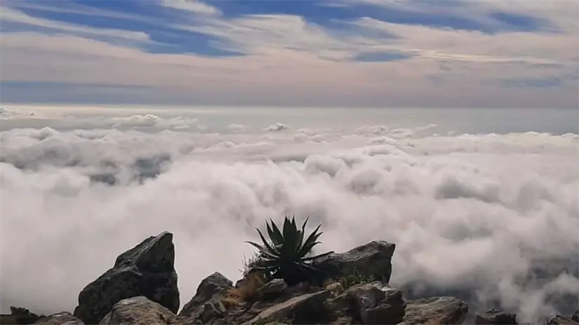 imagen recuadro Caminar por encima de la nubosidad es posible en algunas rutas de senderismo de la sierra, donde el ascenso supera los mil metros de altitud. Foto: Reserva de la Biosfera Sierra La Laguna / Facebook