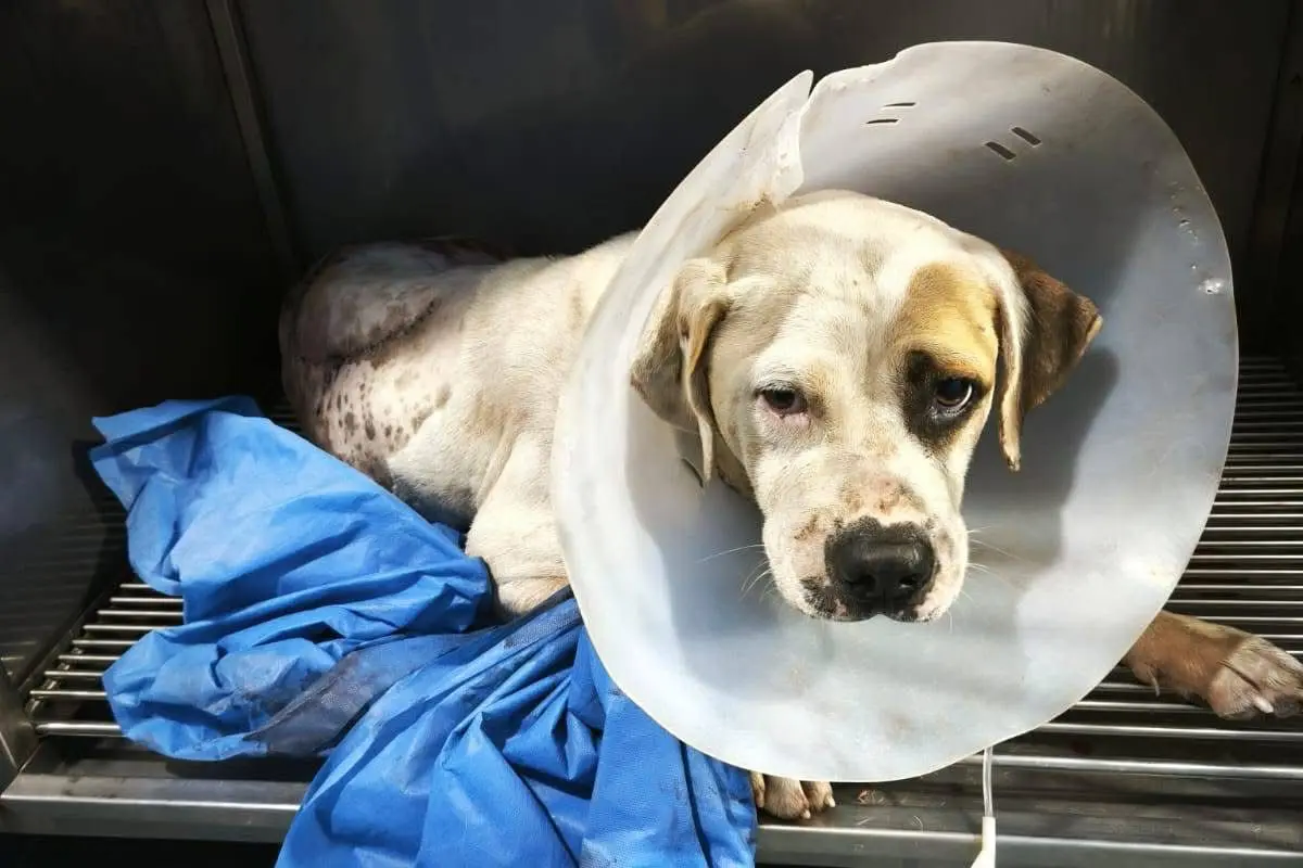 Pirata fue arrollado y abandonado en Ciudad Madero. Foto: Axel Hassel