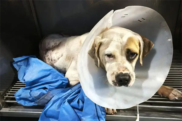 Denuncian por maltrato animal atropello y abandono de "Pirata" en Ciudad Madero Denuncian por maltrato animal atropello y abandono de "Pirata" en Ciudad Madero