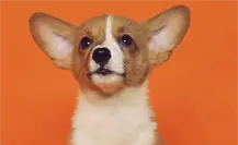 Gobierno de Altamira emite recomendaciones para cuidar mascotas de la pirotecnia Gobierno de Altamira emite recomendaciones para cuidar mascotas de la pirotecnia