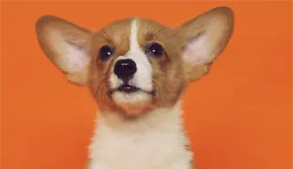 Gobierno de Altamira emite recomendaciones para cuidar mascotas de la pirotecnia