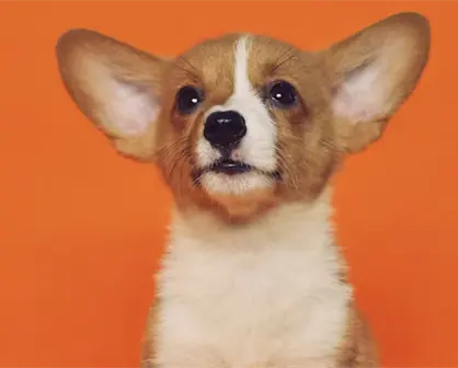 Gobierno de Altamira emite recomendaciones para cuidar mascotas de la pirotecnia