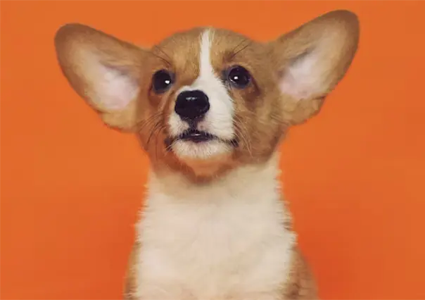 Gobierno de Altamira emite recomendaciones para cuidar mascotas de la pirotecnia