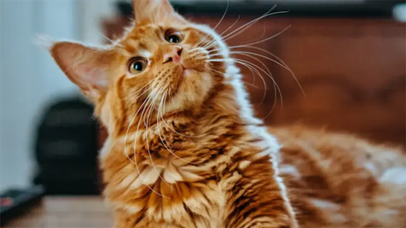 mascota Foto: Unsplash