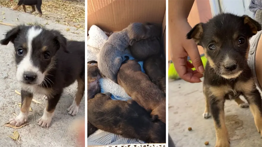 Monclova pide apoyo para cachorritos del Centro de Bienestar Animal