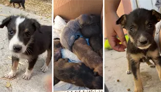 Monclova pide apoyo para cachorritos del Centro de Bienestar Animal