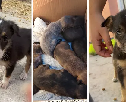 Monclova pide apoyo para cachorritos del Centro de Bienestar Animal