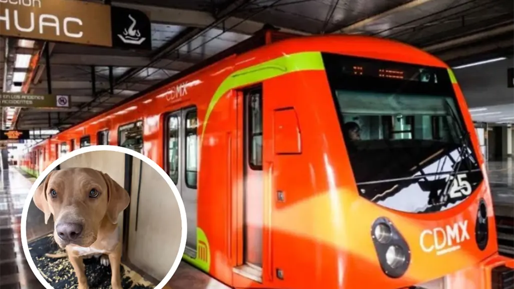 El milagro de Mila: la perrita que venció a la muerte tras brutal ataque en el Metro CDMX