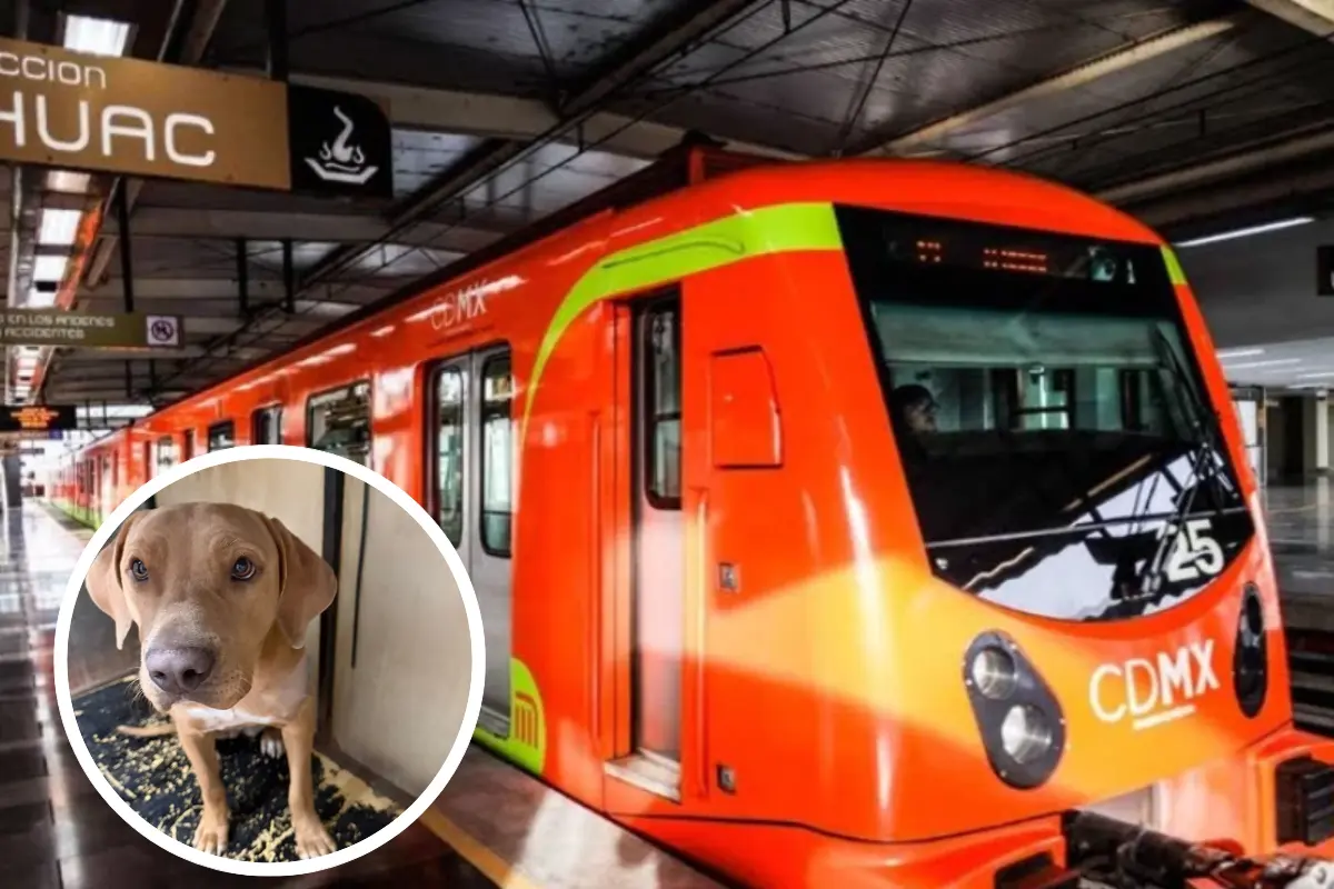 Mila, la perrita de Pantitlán: del horror a la esperanza en el Metro CDMX. Foto: X @AdrianRubalcava | Canva