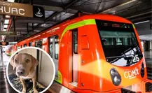 El milagro de Mila: la perrita que venció a la muerte tras brutal ataque en el Metro CDMX El milagro de Mila: la perrita que venció a la muerte tras brutal ataque en el Metro CDMX