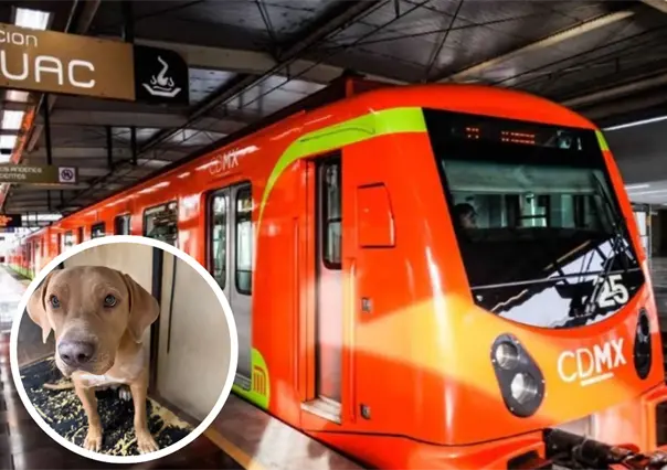 El milagro de Mila: la perrita que venció a la muerte tras brutal ataque en el Metro CDMX