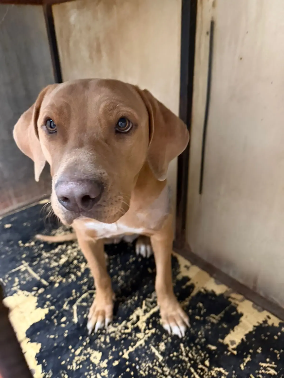 imagen recuadro Perro rescatado en el Metro CDMX. Foto: X @AdrianRubalcava
