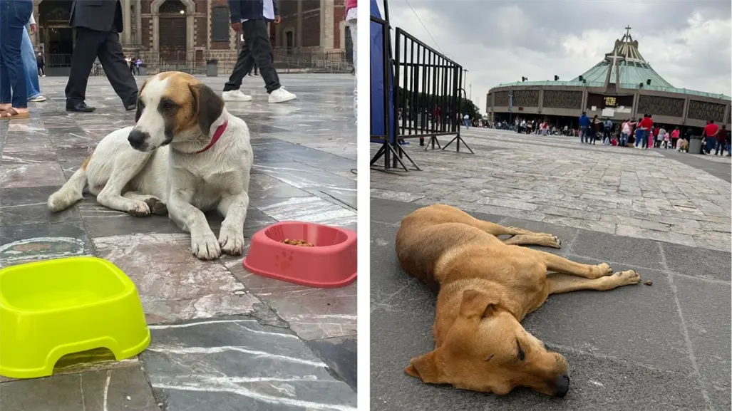 Rescatan a más de 27 perritos abandonados en la Basílica de Guadalupe, CDMX