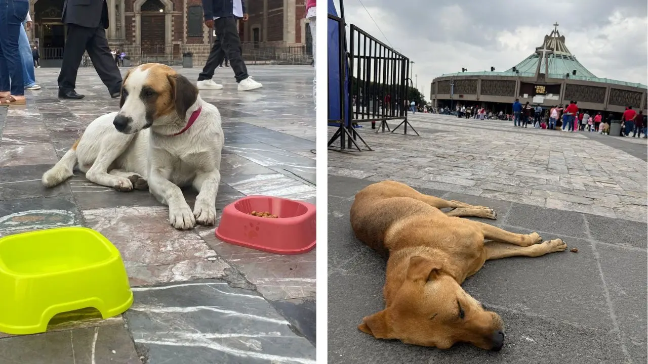 Perros abandonados en la Basílica de Guadalupe en CDMX. Foto: X (@AgatanCdmx) | Canva