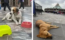 Rescatan a más de 27 perritos abandonados en la Basílica de Guadalupe, CDMX Rescatan a más de 27 perritos abandonados en la Basílica de Guadalupe, CDMX