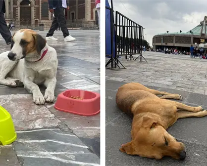 Rescatan a más de 27 perritos abandonados en la Basílica de Guadalupe, CDMX