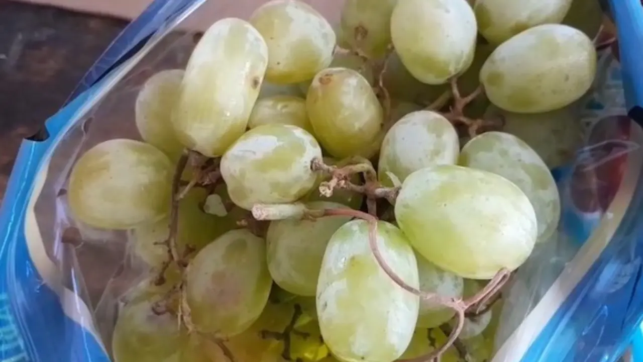 Foto: Rocío Casas / POSTA Baja California Sur.