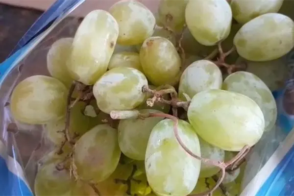 Precio de la uva en La Paz: dónde comprar más barato para tu cena navideña Precio de la uva en La Paz: dónde comprar más barato para tu cena navideña