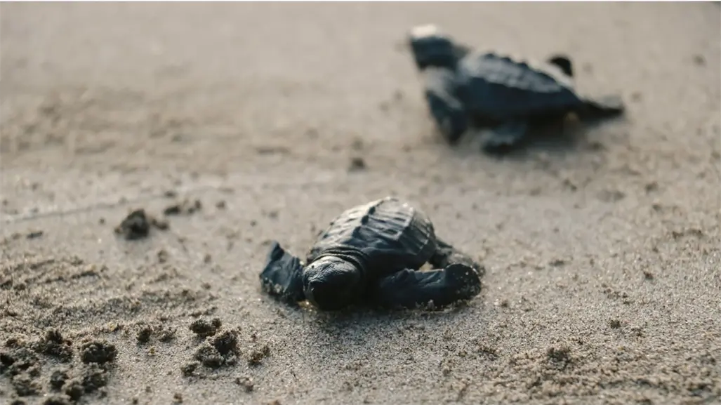 Una nueva oportunidad contra la extinción: han nacido 20 millones de tortugas marinas en el Caribe mexicano en 30 años