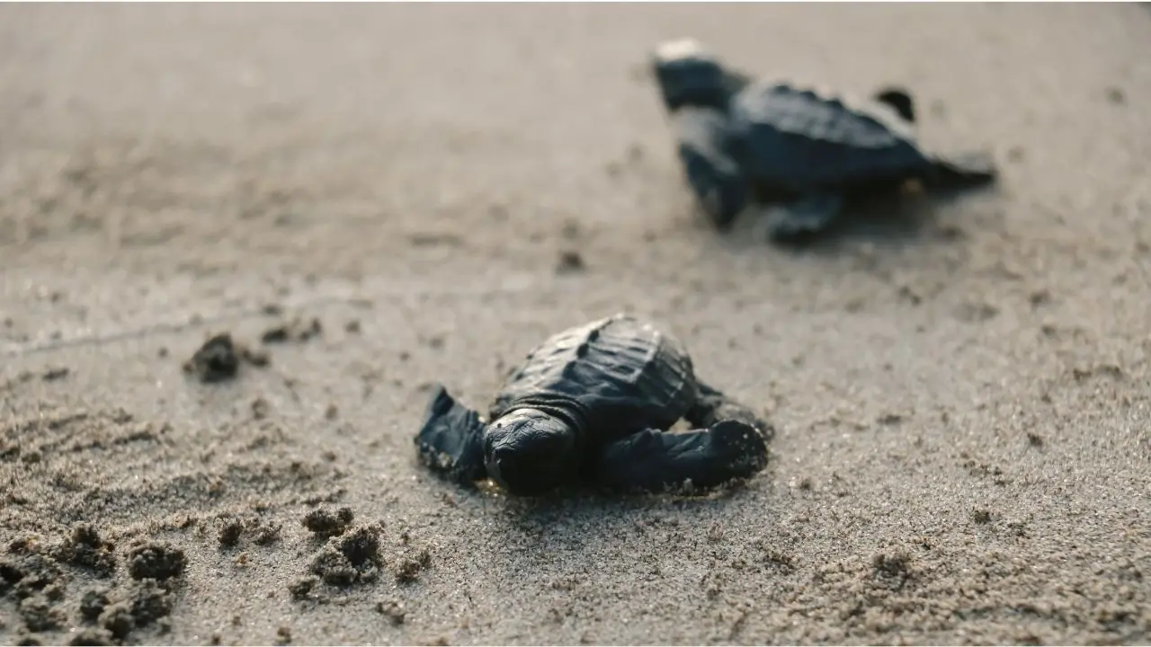 Las tortugas marinas se encuentran en un programa de conservación. Foto: Canva