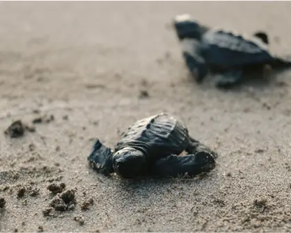 Una nueva oportunidad contra la extinci&oacute;n: han nacido 20 millones de tortugas marinas en el Caribe mexicano en 30 a&ntilde;os