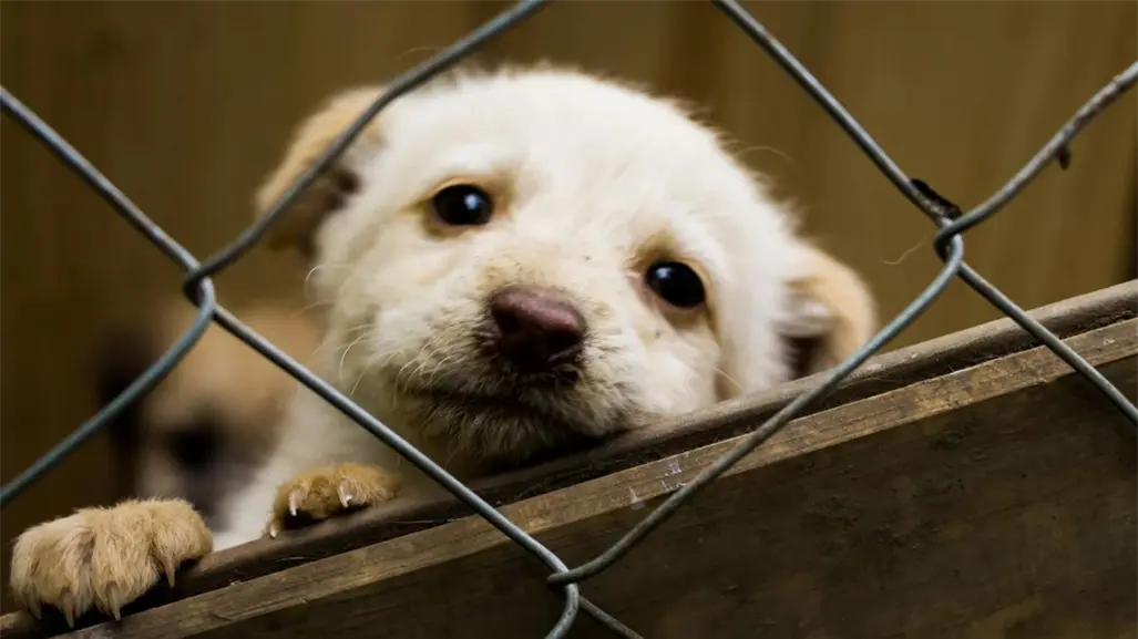 Final Toluca vs Tigres: así puedes apoyar a perros y gatos en el Nemesio Diez