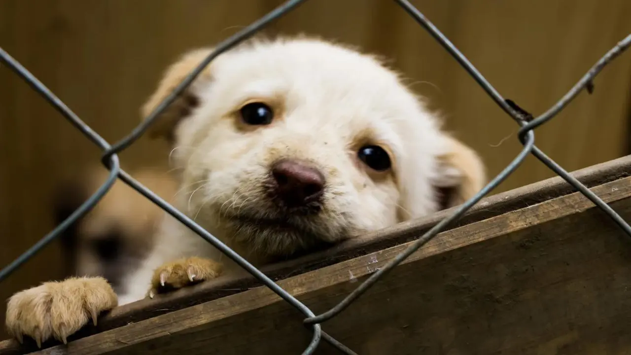 UNIDOS por la causa animal. Foto: Canva