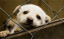 Final Toluca vs Tigres: así puedes apoyar a perros y gatos en el Nemesio Diez