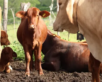 Yucatán combate el gusano barrenador con tratamiento gratuito y atención en menos de 24 horas