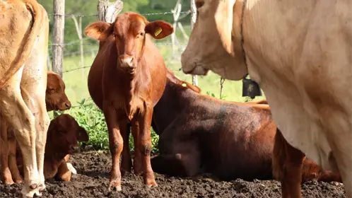Yucatán combate el gusano barrenador con tratamiento gratuito y atención en menos de 24 horas Yucatán combate el gusano barrenador con tratamiento gratuito y atención en menos de 24 horas