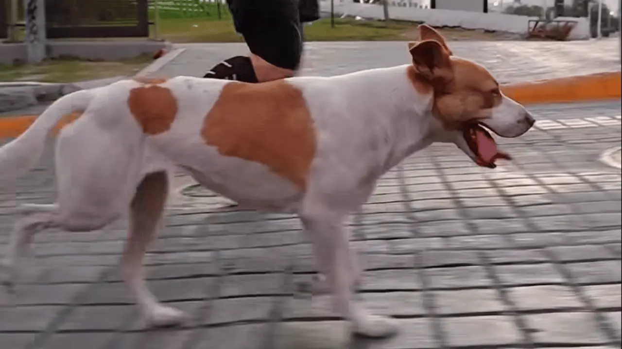 Ocaña utilizó su cuenta de Facebook para lanzar un llamado de auxilio a la comunidad regiomontana. Foto: Facebook.