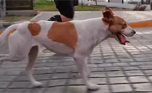 En busca del runner de cuatro patas: Fotógrafo quiere adoptar al perrito viral del Maratón de Monterrey En busca del runner de cuatro patas: Fotógrafo quiere adoptar al perrito viral del Maratón de Monterrey