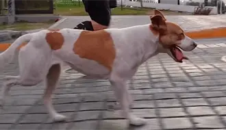 En busca del runner de cuatro patas: Fotógrafo quiere adoptar al perrito viral del Maratón de Monterrey