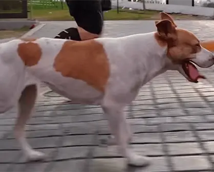 En busca del runner de cuatro patas: Fot&oacute;grafo quiere adoptar al perrito viral del Marat&oacute;n de Monterrey