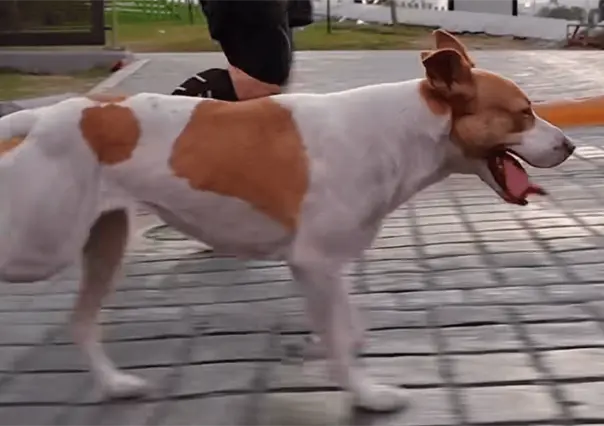 En busca del runner de cuatro patas: Fot&oacute;grafo quiere adoptar al perrito viral del Marat&oacute;n de Monterrey