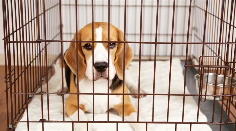 imagen recuadro Exhibir mascotas en jaulas o vitrinas ya es ilegal en CDMX y podría generar multa Foto: Canva