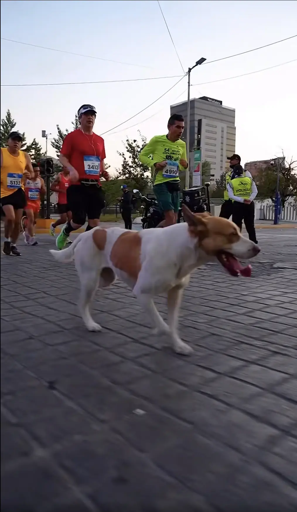 imagen recuadro Perrito viral en Monterrey. Foto: Facebook.