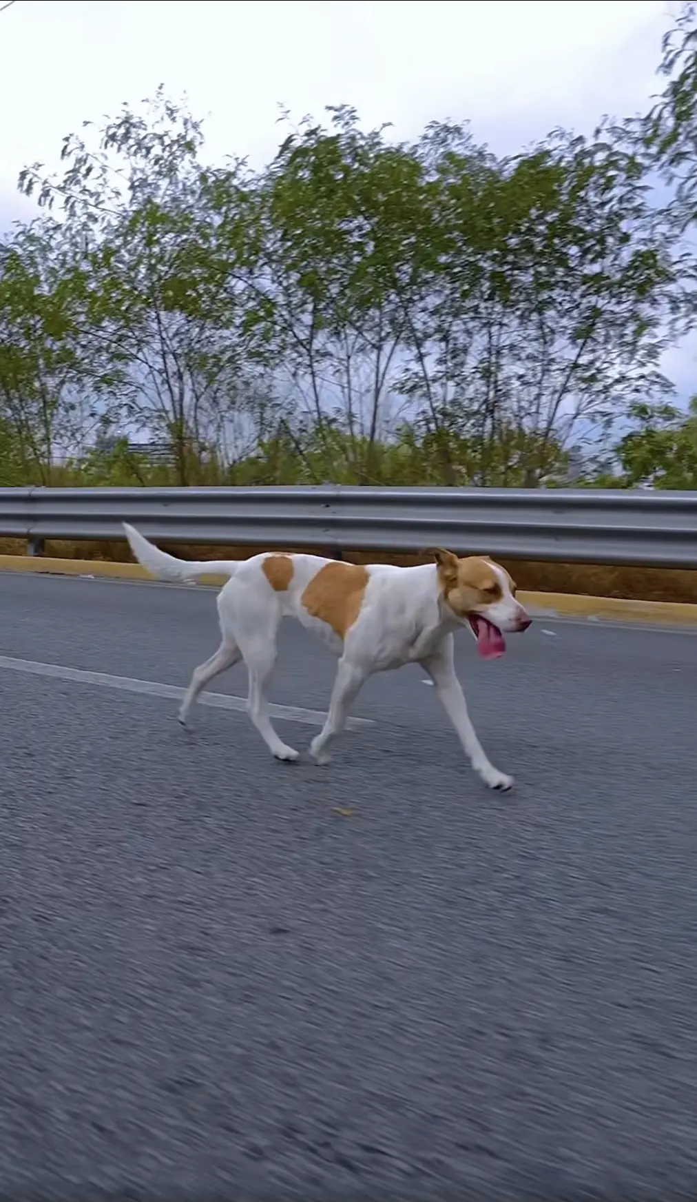 imagen recuadro Perrito viral en Monterrey. Foto: Facebook.