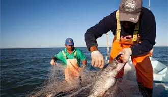 Esta convocatoria ofrece capacitación gratuita para acuacultores de Tamaulipas