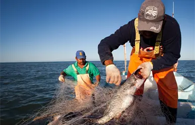 Esta convocatoria ofrece capacitación gratuita para acuacultores de Tamaulipas